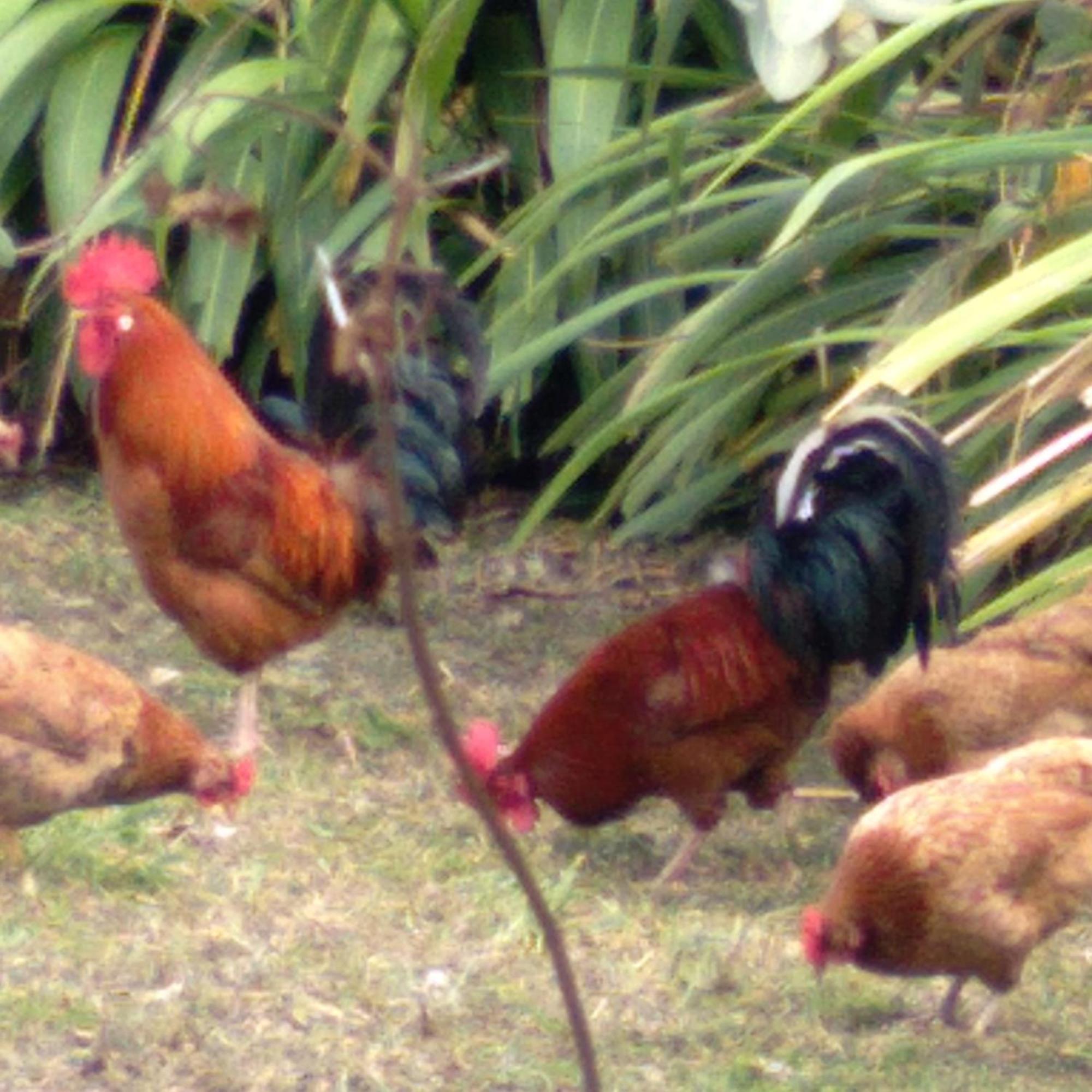 Hostal Tu'U Koihu Hanga Roa Esterno foto