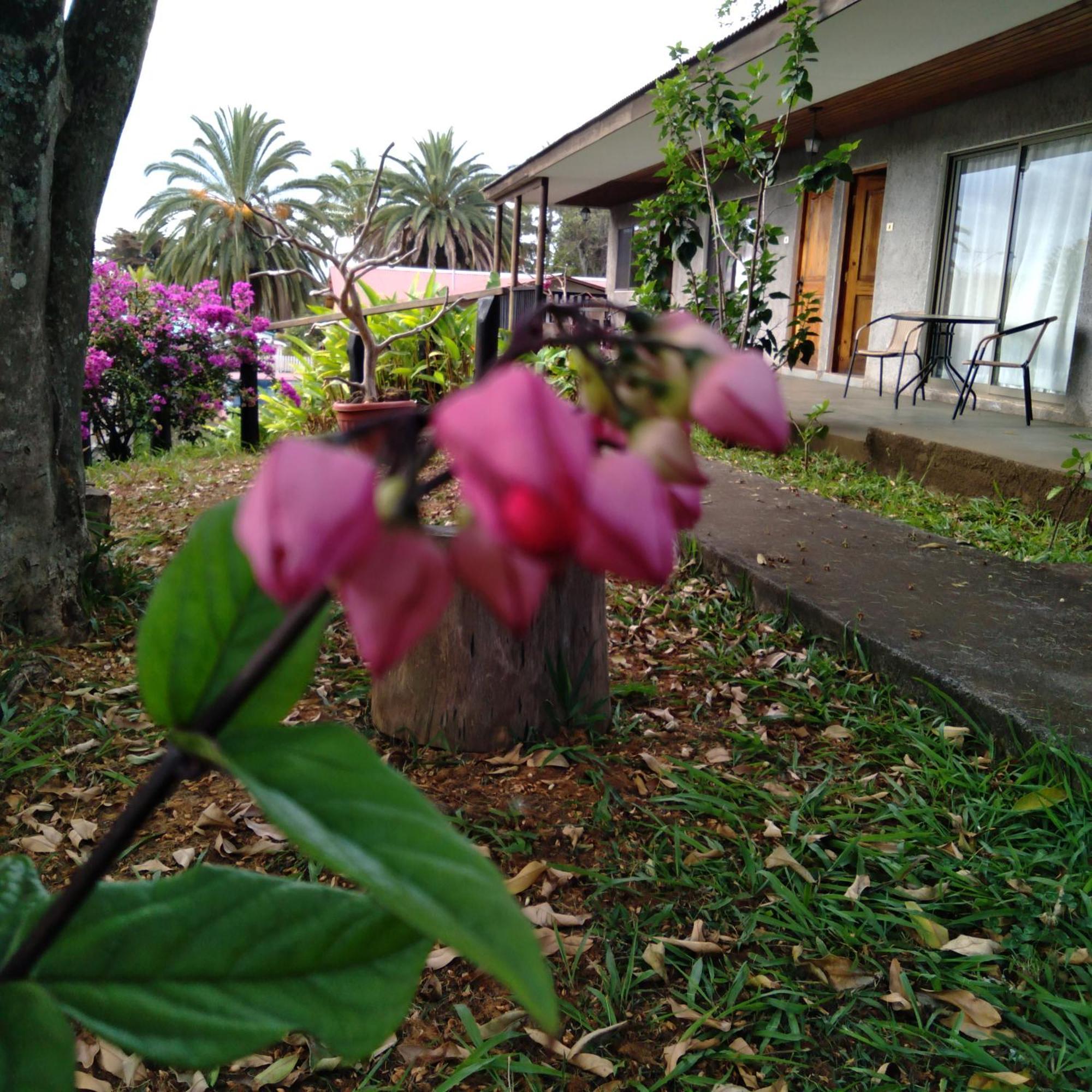 Hostal Tu'U Koihu Hanga Roa Esterno foto